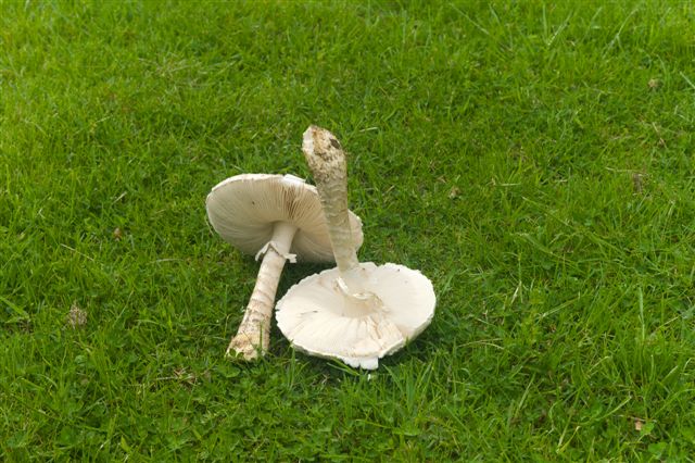 fungo da determinare